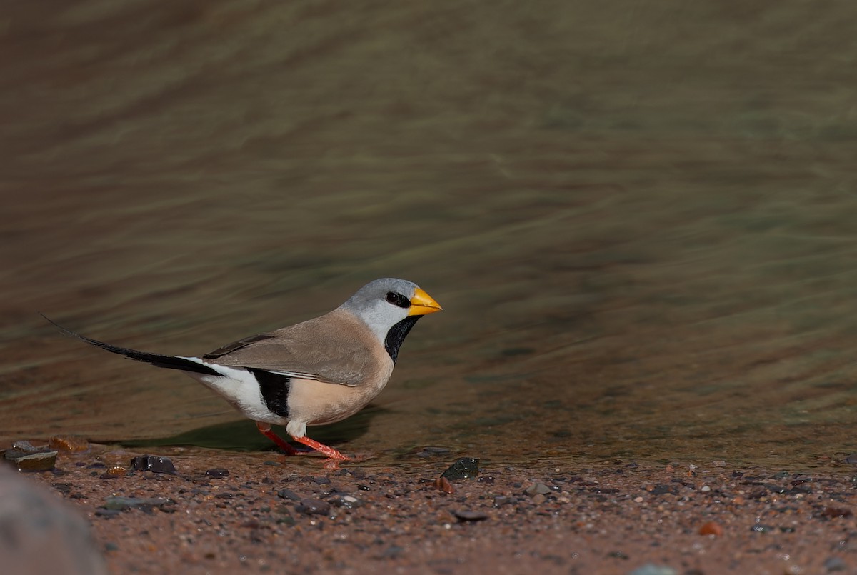 Long-tailed Finch - ML620315541