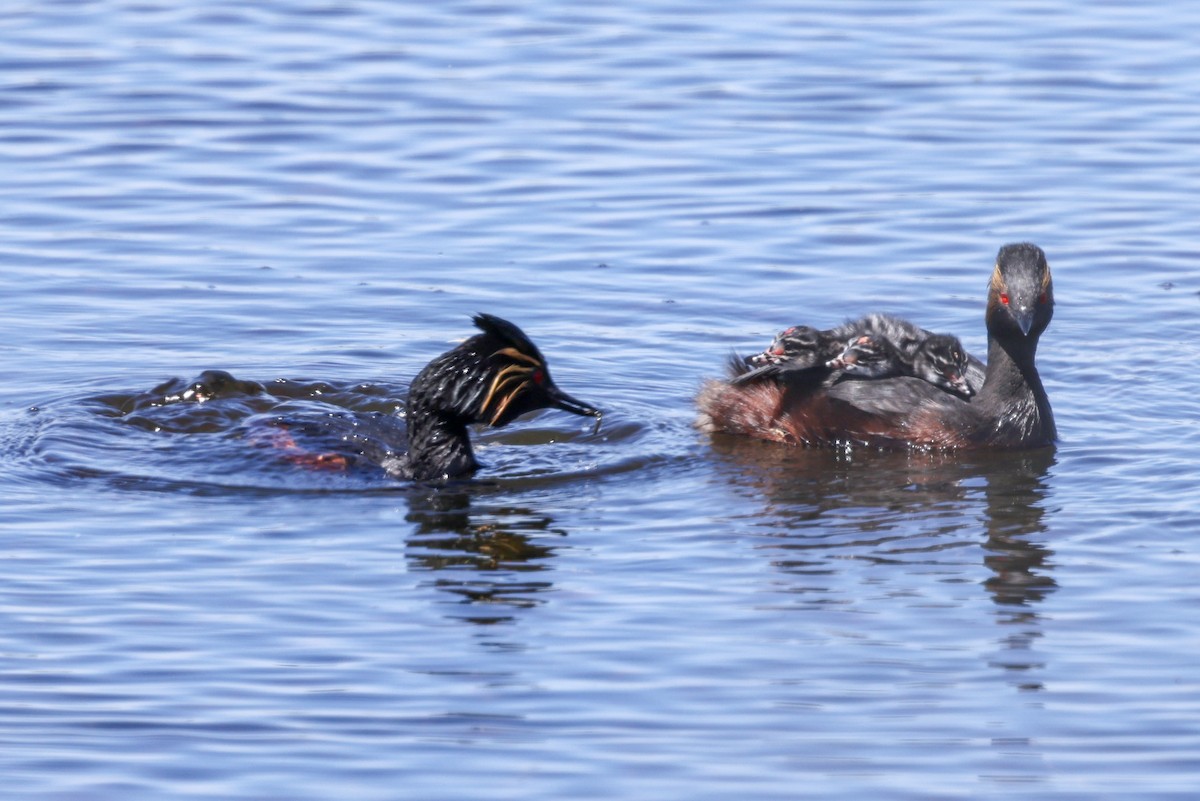 Eared Grebe - ML620315543