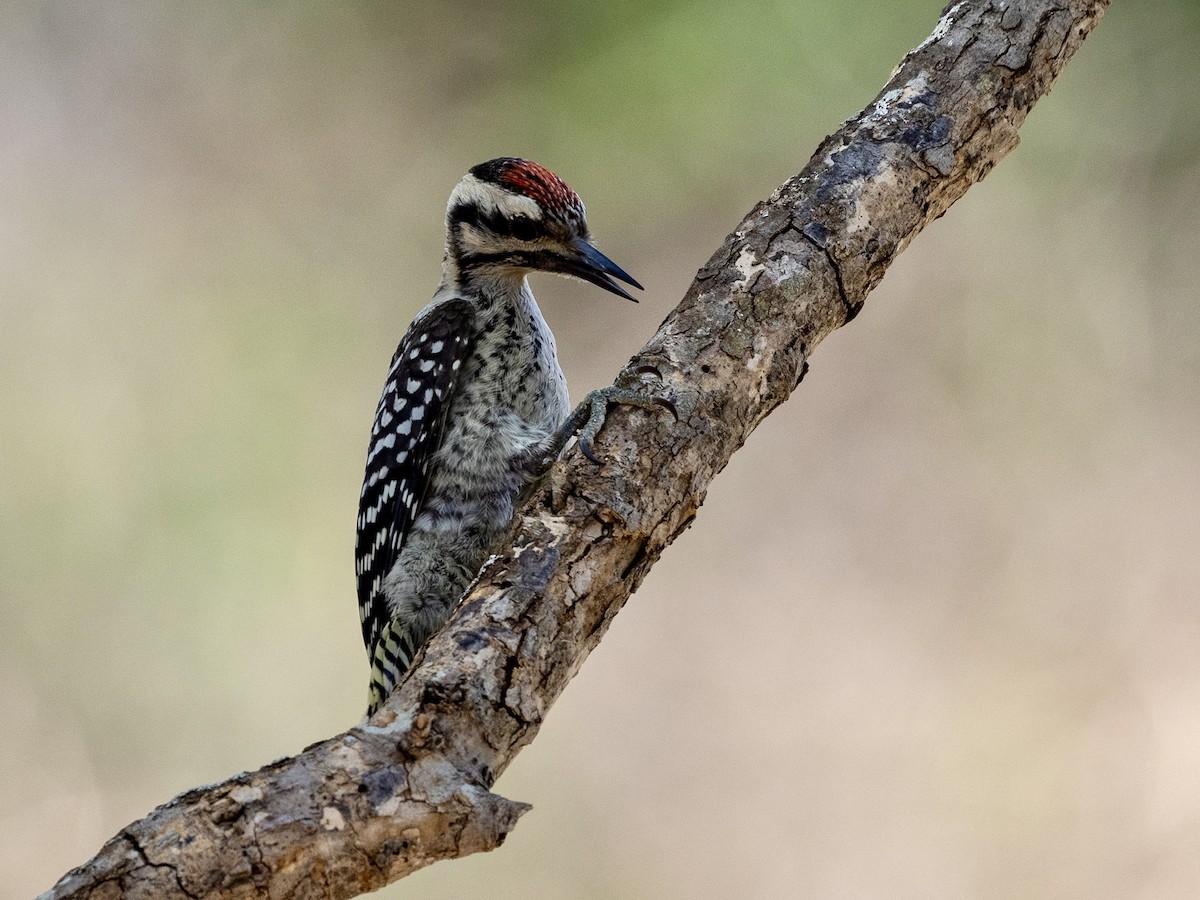 Ladder-backed Woodpecker - ML620315548