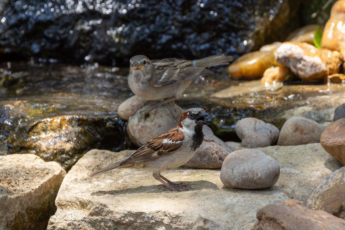 Moineau domestique - ML620315555