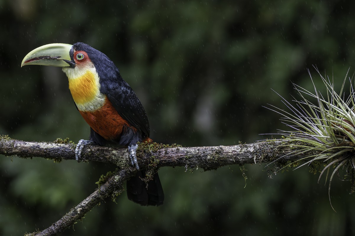 Red-breasted Toucan - ML620315558