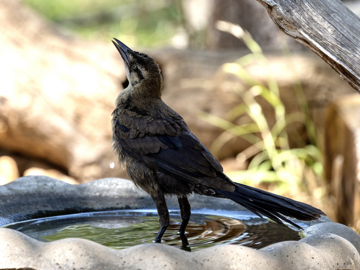 Great-tailed Grackle - ML620315562