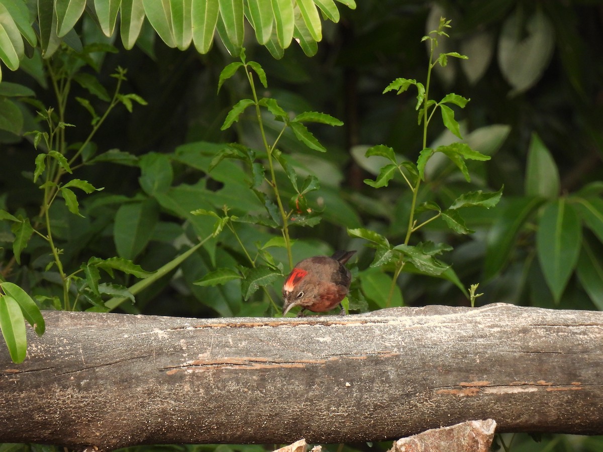 Red-crested Finch - ML620315563