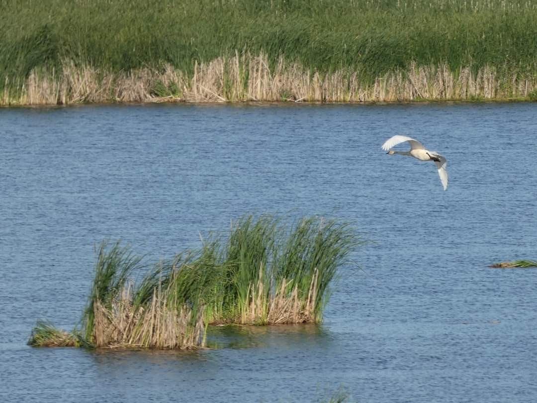 Trumpeter Swan - ML620315566