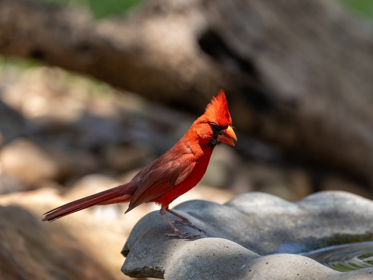 Northern Cardinal - ML620315568