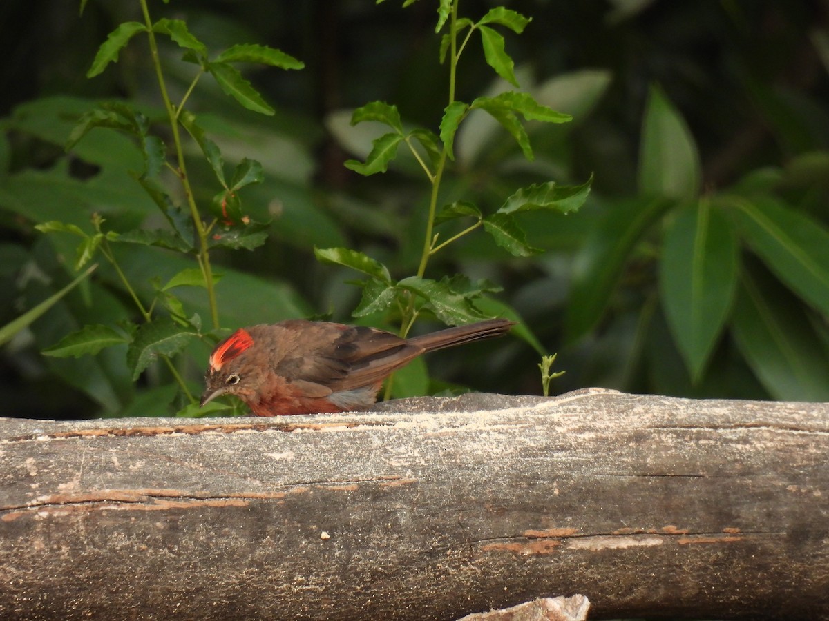 Red-crested Finch - ML620315571