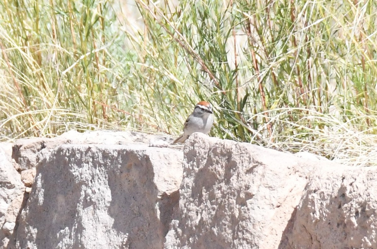 Chipping Sparrow - ML620315577