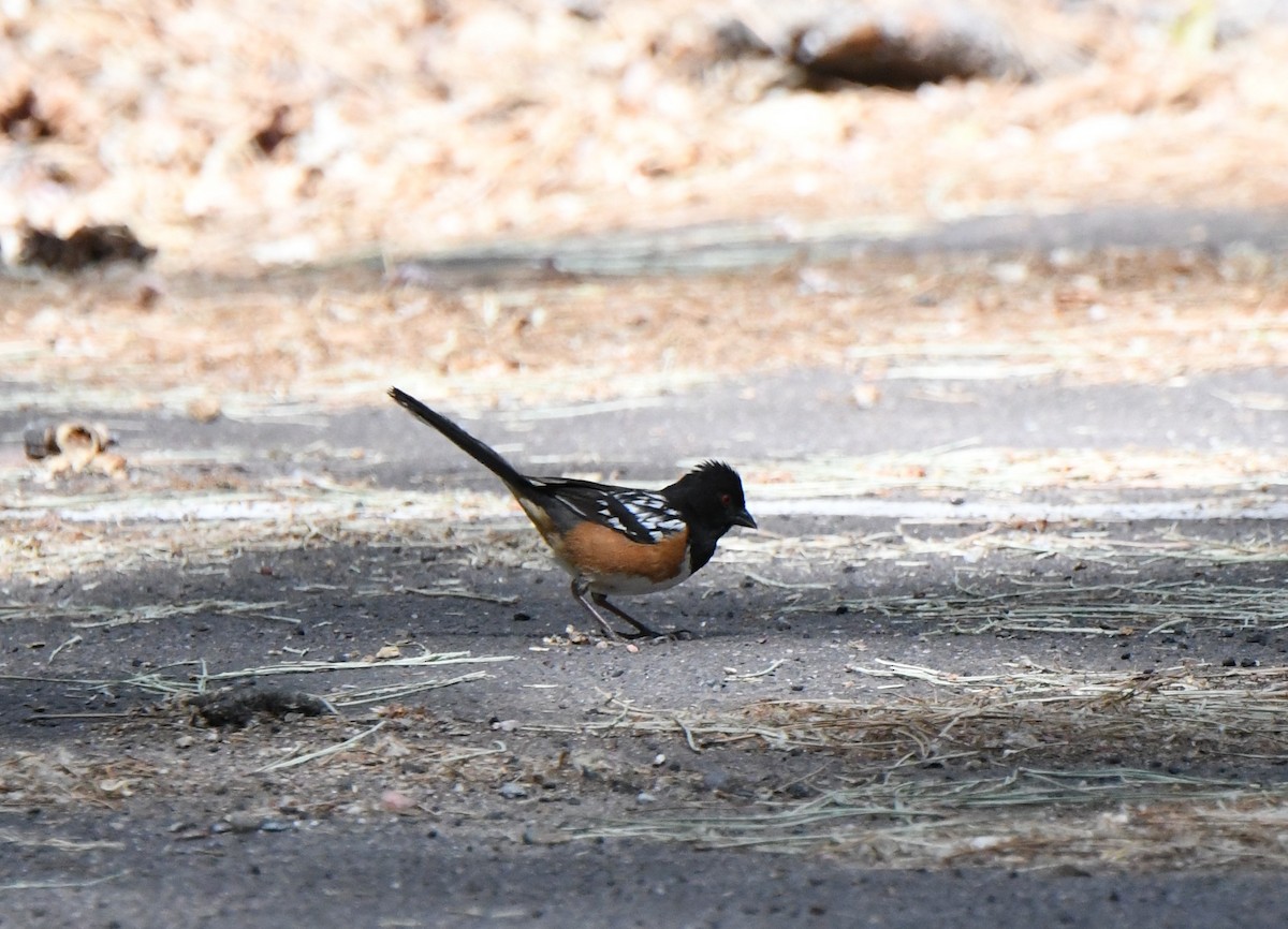 Spotted Towhee - ML620315579