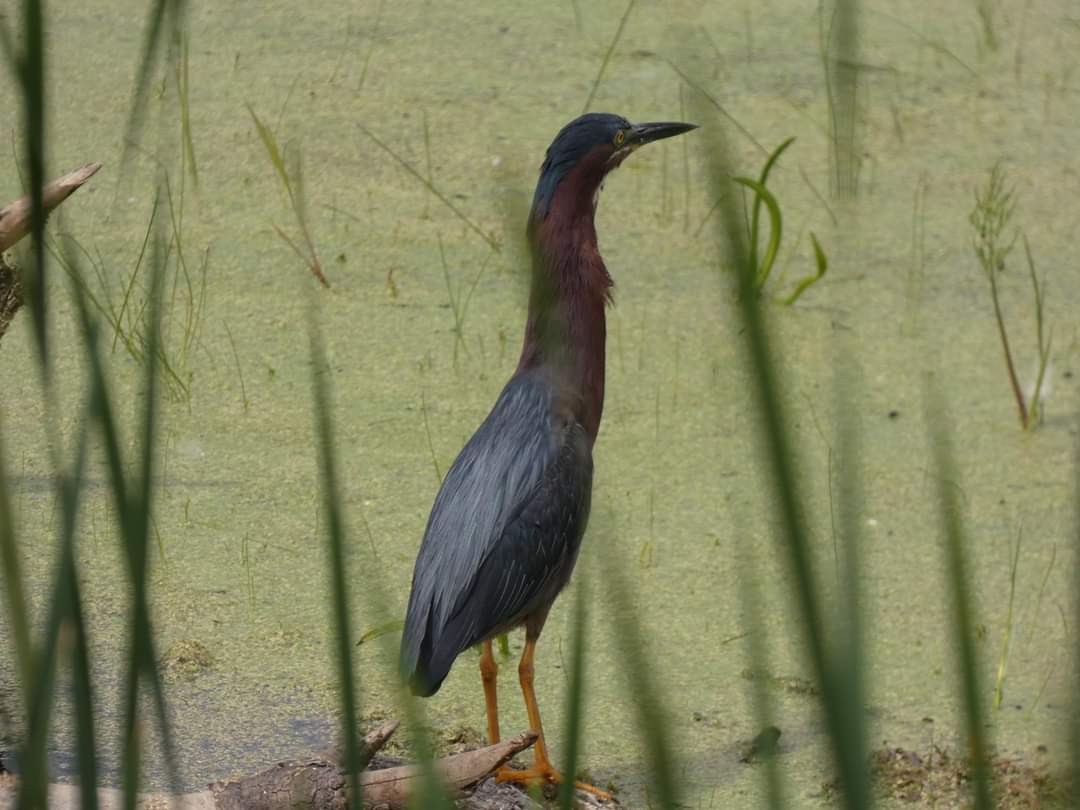 Green Heron - ML620315583