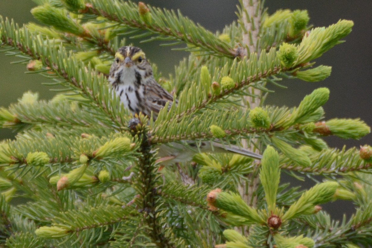 Savannah Sparrow - ML620315584