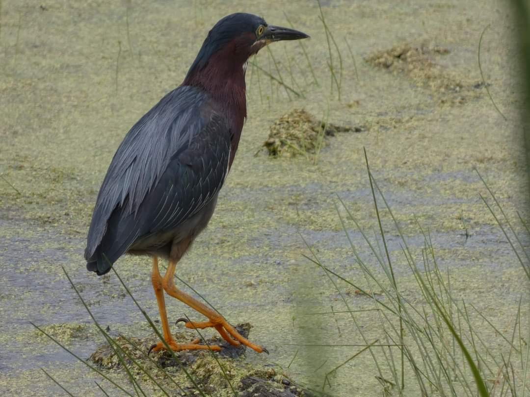 Green Heron - ML620315586