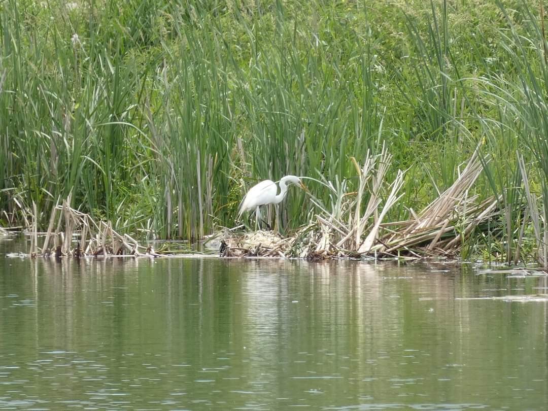 Great Egret - ML620315588