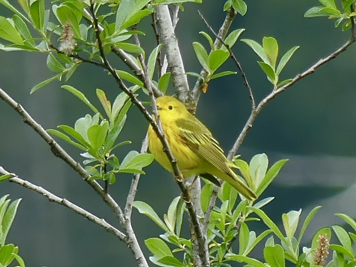 Yellow Warbler (Northern) - Philip Dickinson