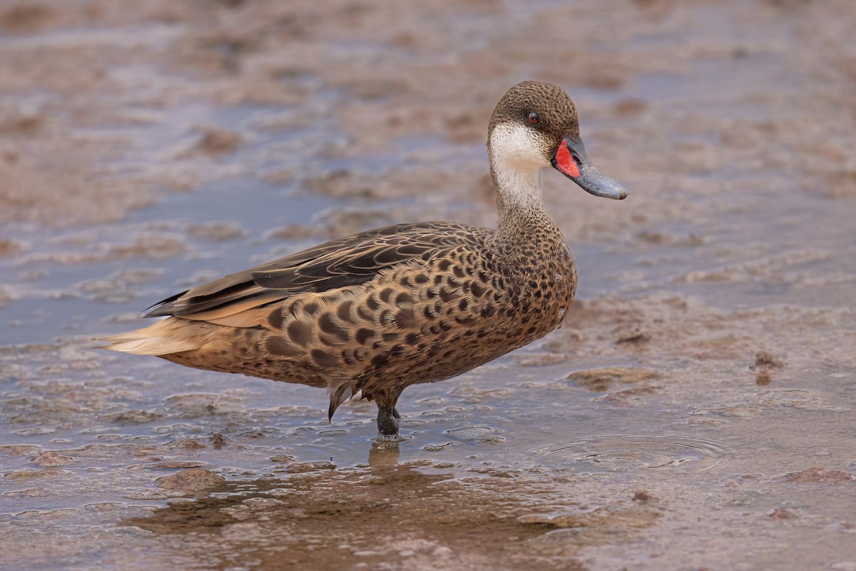 White-cheeked Pintail - ML620315592