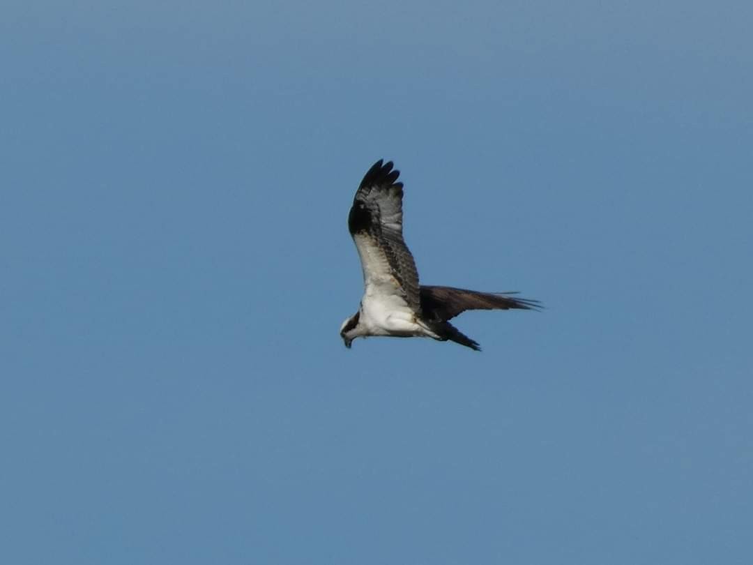 Balbuzard pêcheur - ML620315594