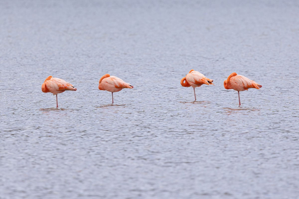 Flamant des Caraïbes - ML620315599