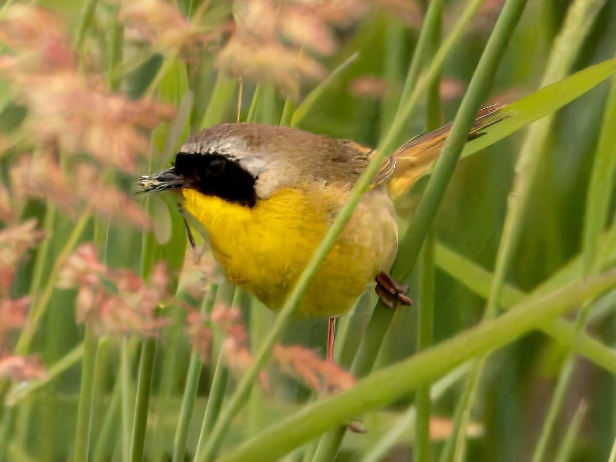 Common Yellowthroat - ML620315600