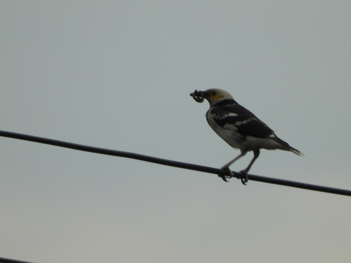 Black-collared Starling - ML620315602