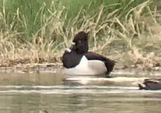 Ring-necked Duck - ML620315607