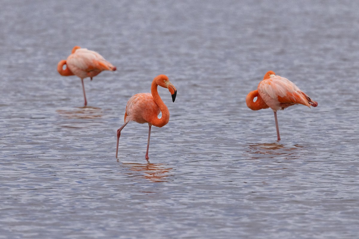 American Flamingo - ML620315608