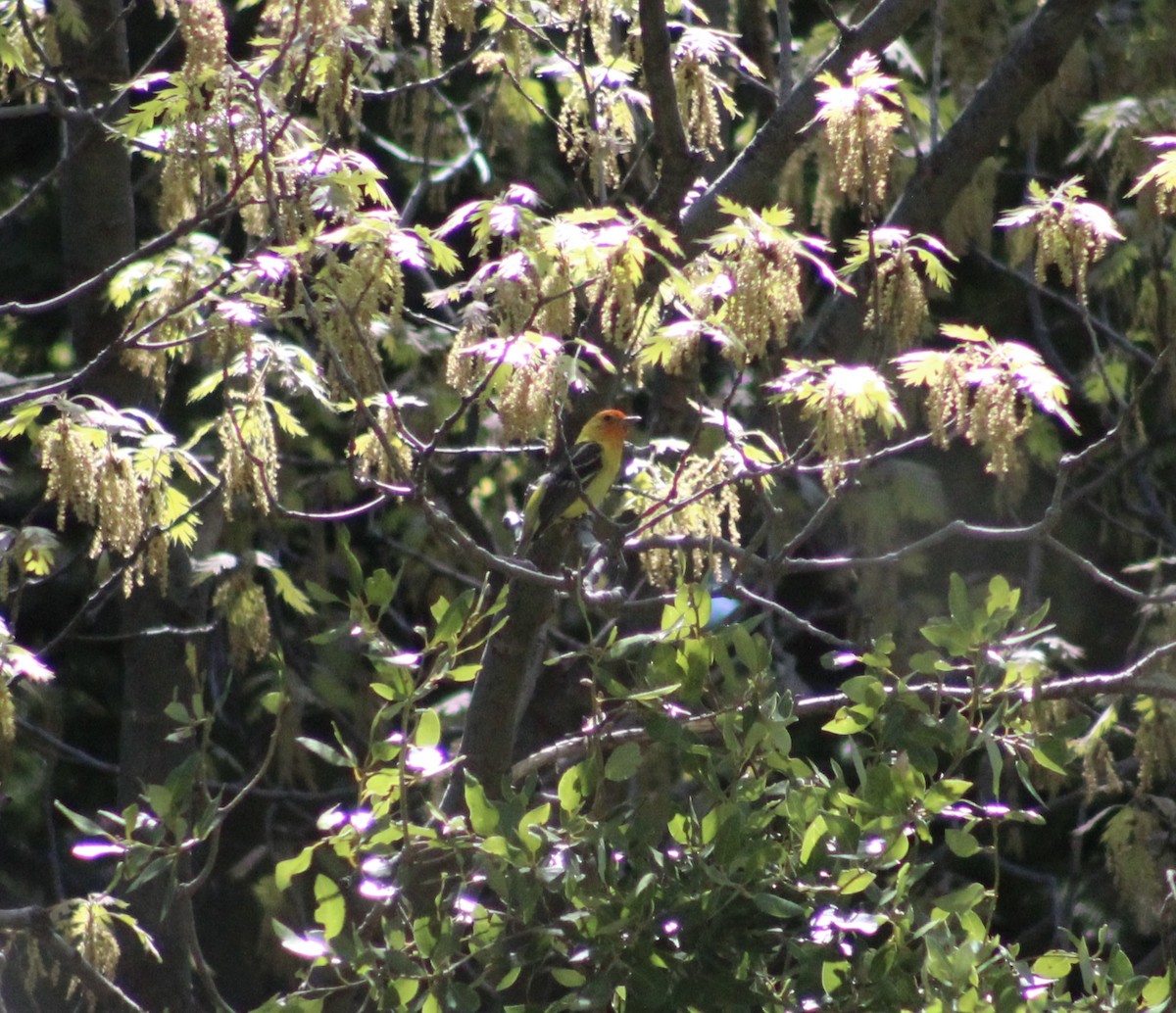 Western Tanager - ML620315612