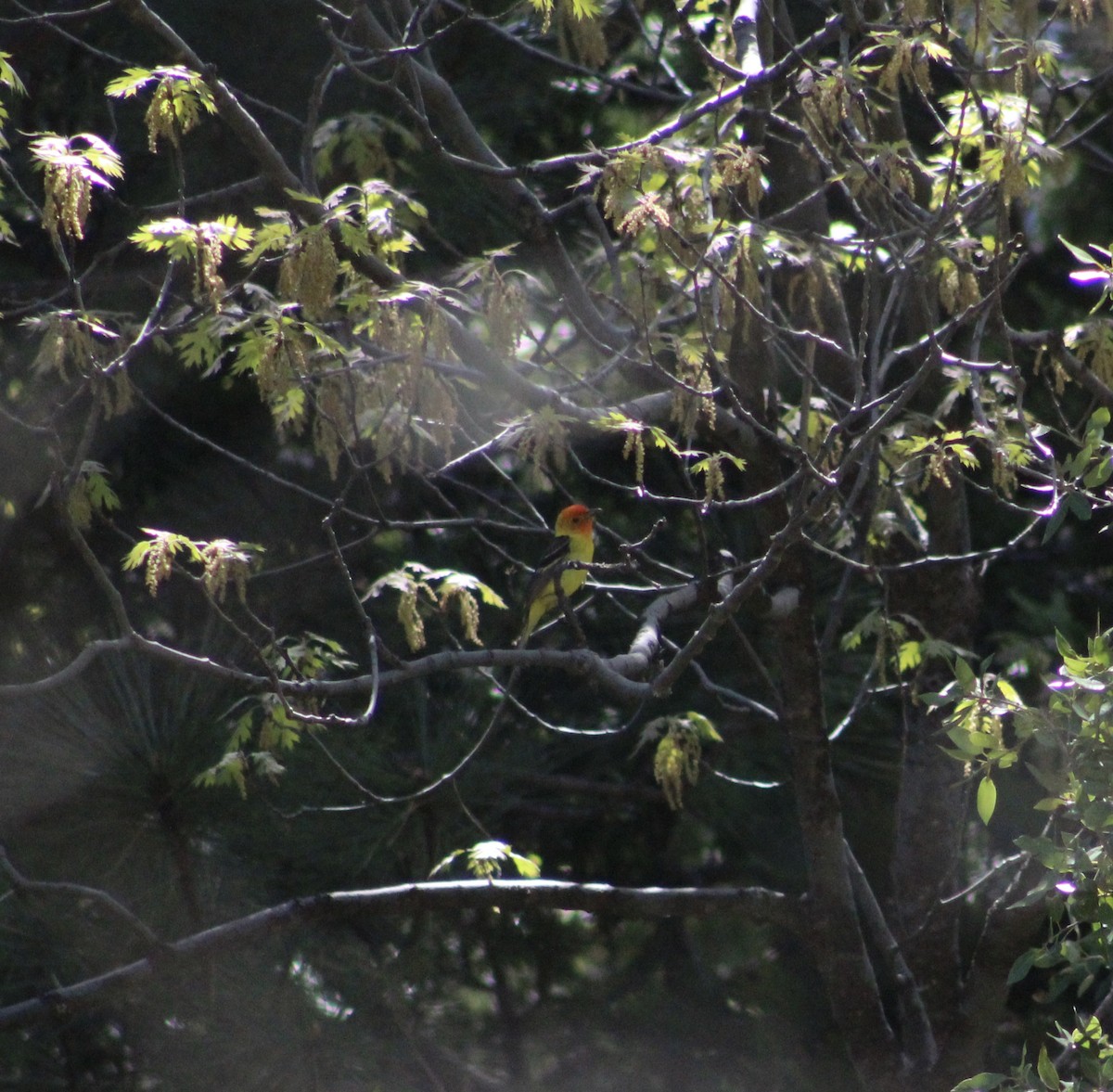 Western Tanager - ML620315614