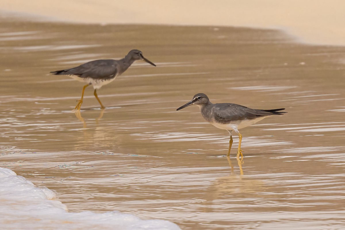 Wandering Tattler - ML620315615