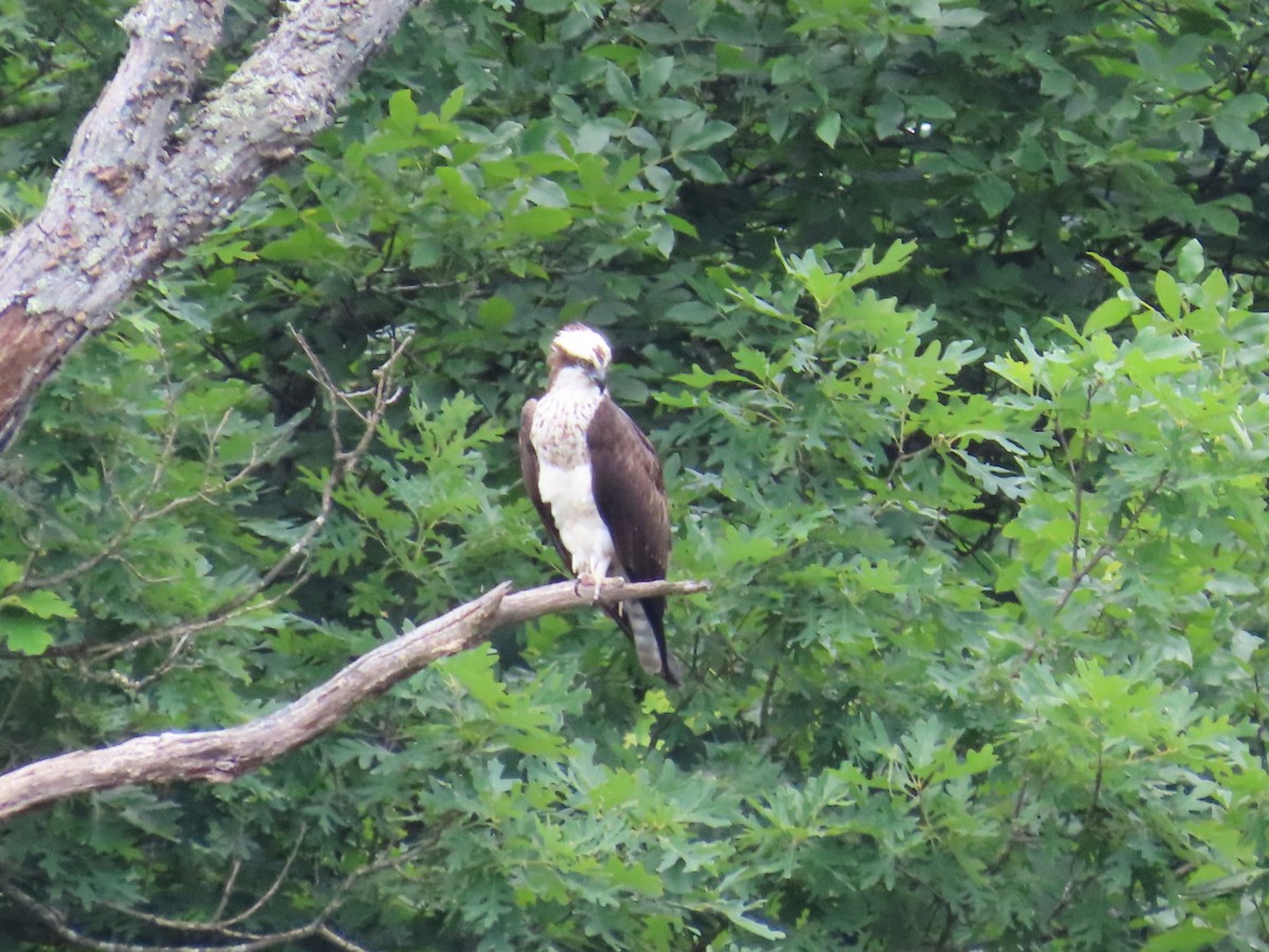 Osprey - ML620315618