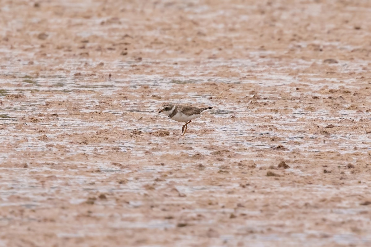 Semipalmated Plover - ML620315620