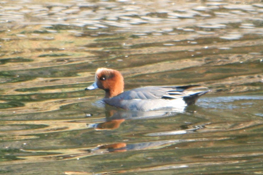 Зээрд нугас - ML620315625