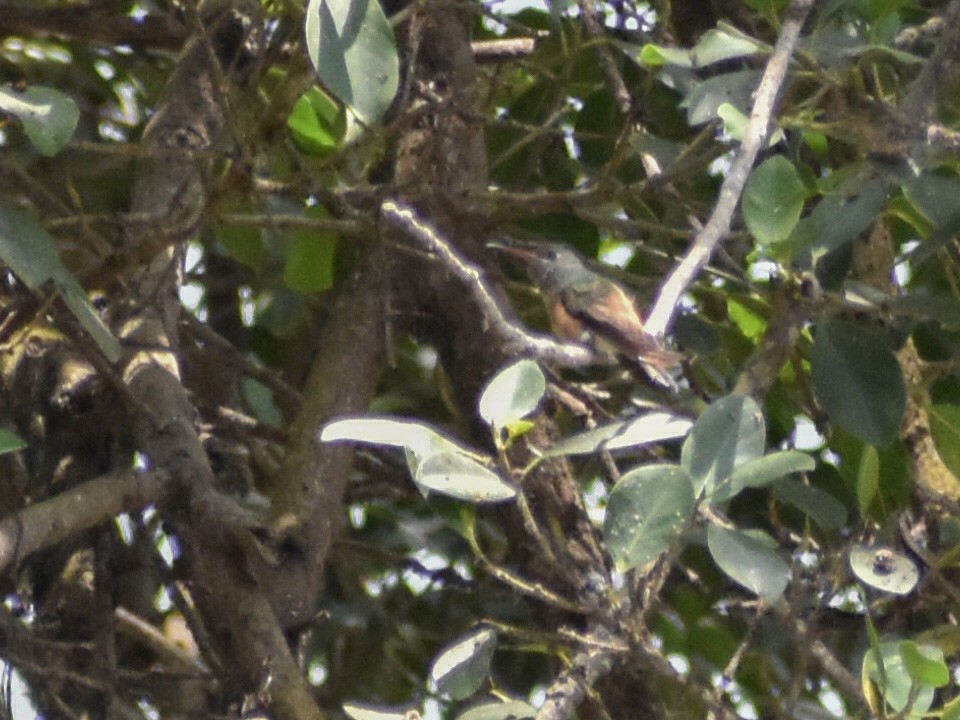 Amazilia Hummingbird - ML620315633