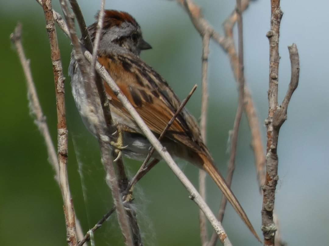 Swamp Sparrow - Leslie Andrich