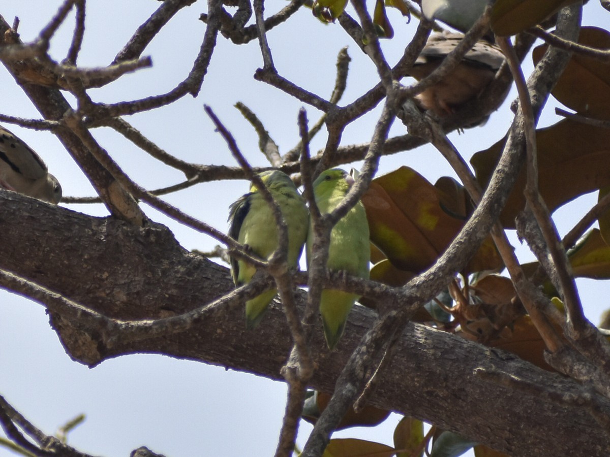 Pacific Parrotlet - ML620315640