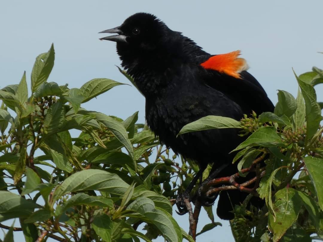 Red-winged Blackbird - ML620315644