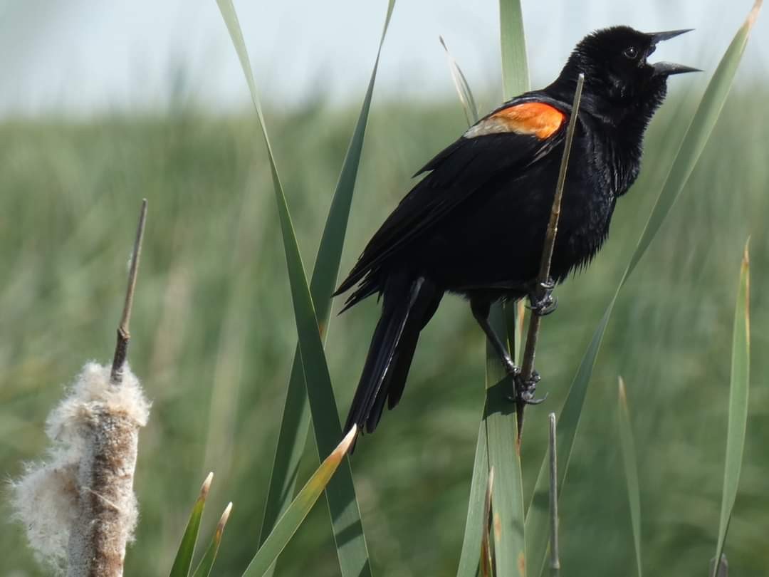 Red-winged Blackbird - ML620315646