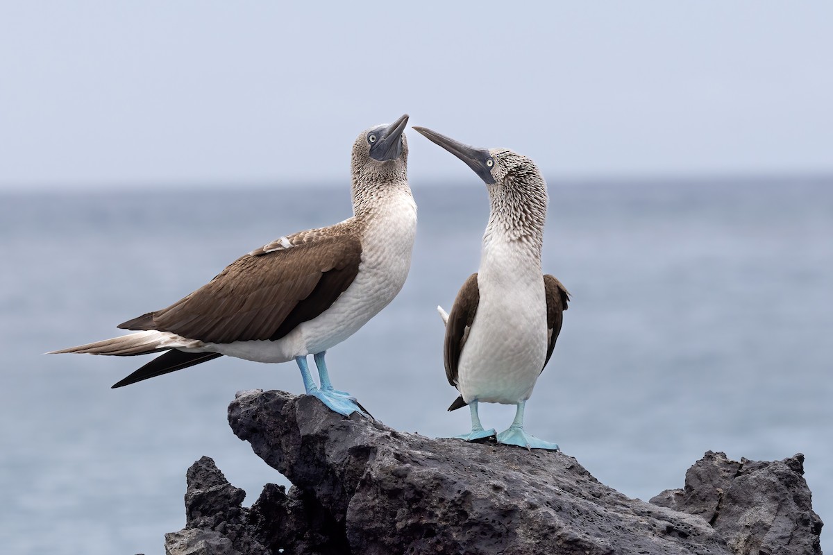 Blue-footed Booby - ML620315647