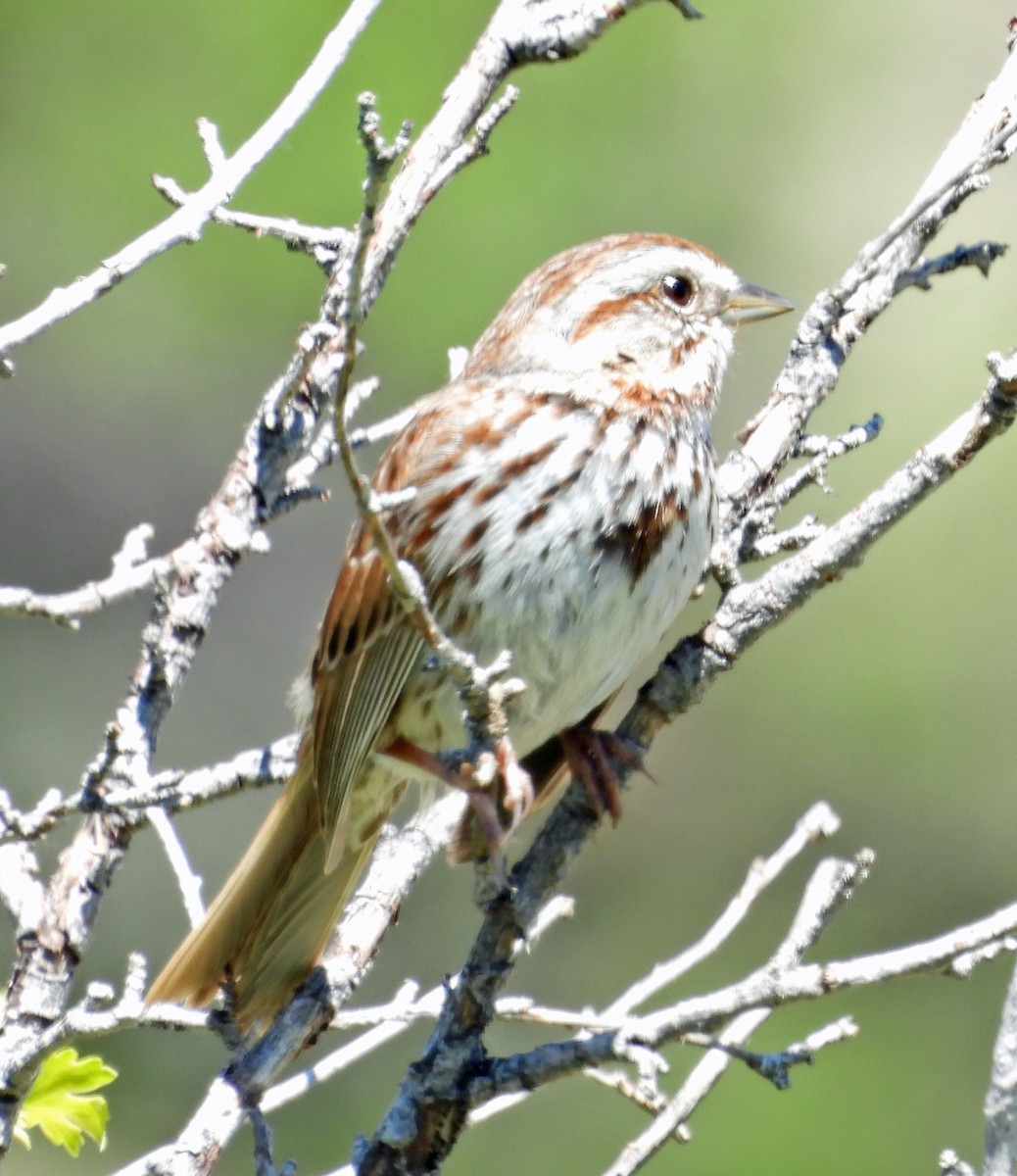 Song Sparrow - ML620315652