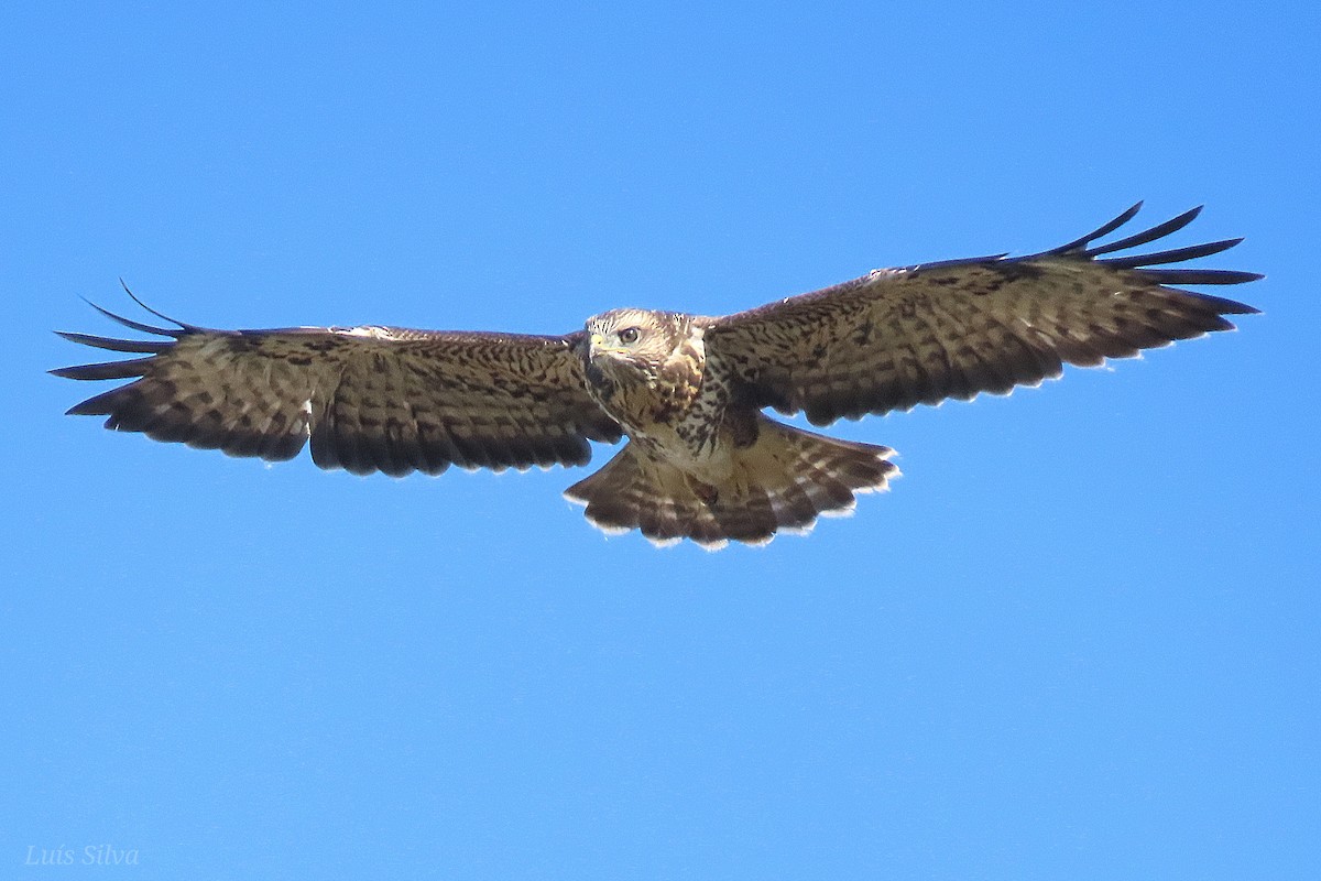 Common Buzzard - ML620315653