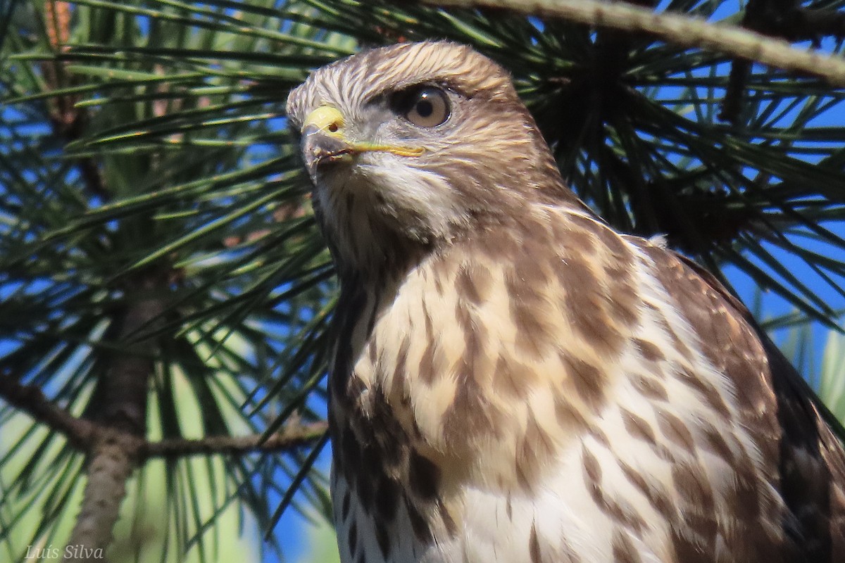 Mäusebussard - ML620315657