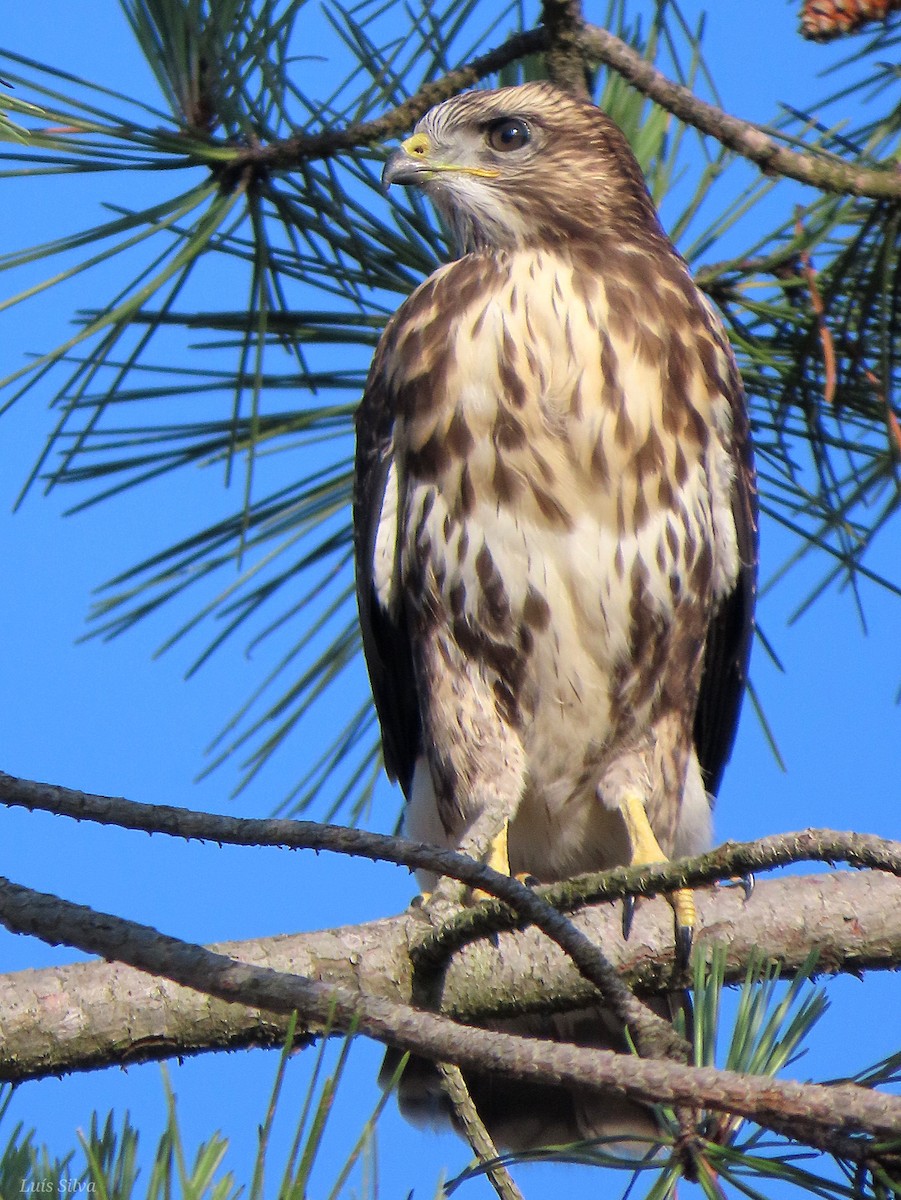 Common Buzzard - ML620315659