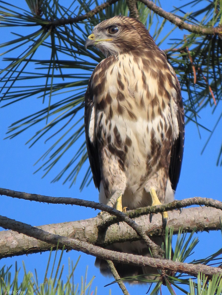 Mäusebussard - ML620315662