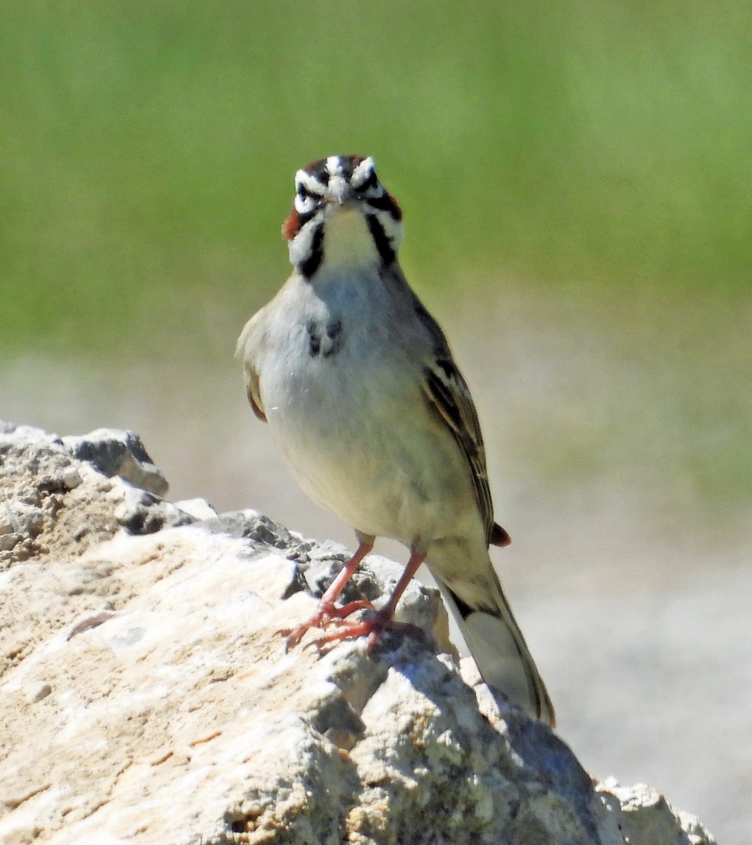 Lark Sparrow - ML620315668