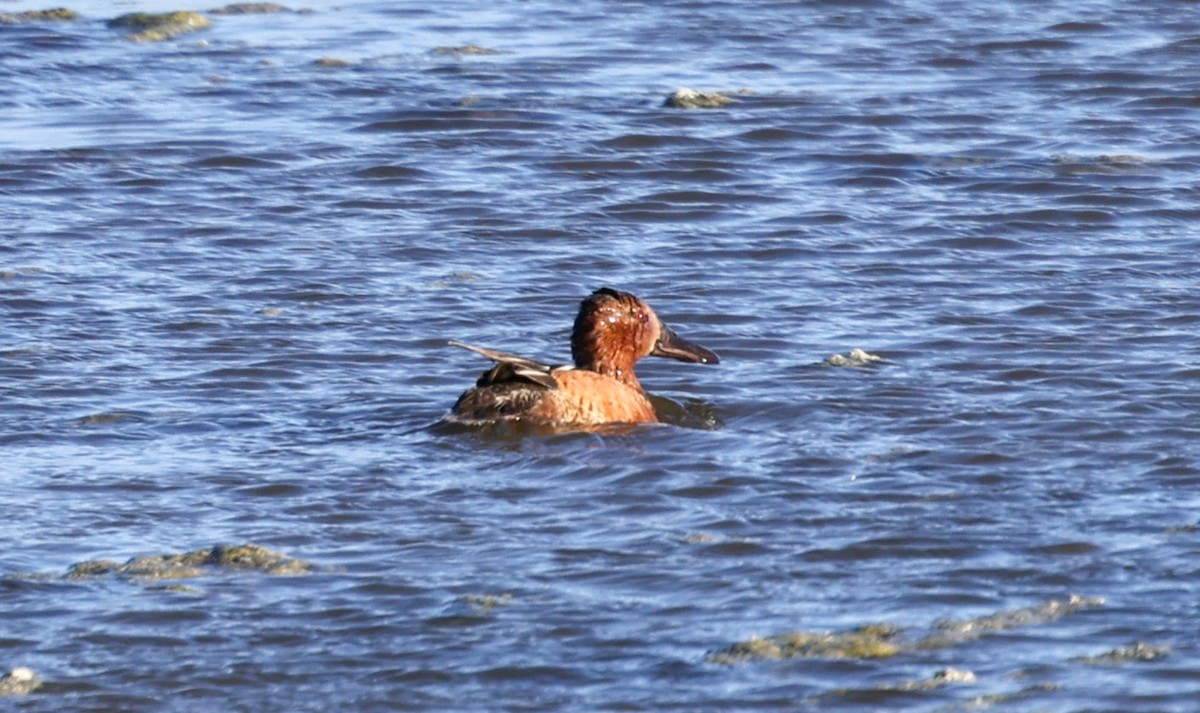 Cinnamon Teal - ML620315669