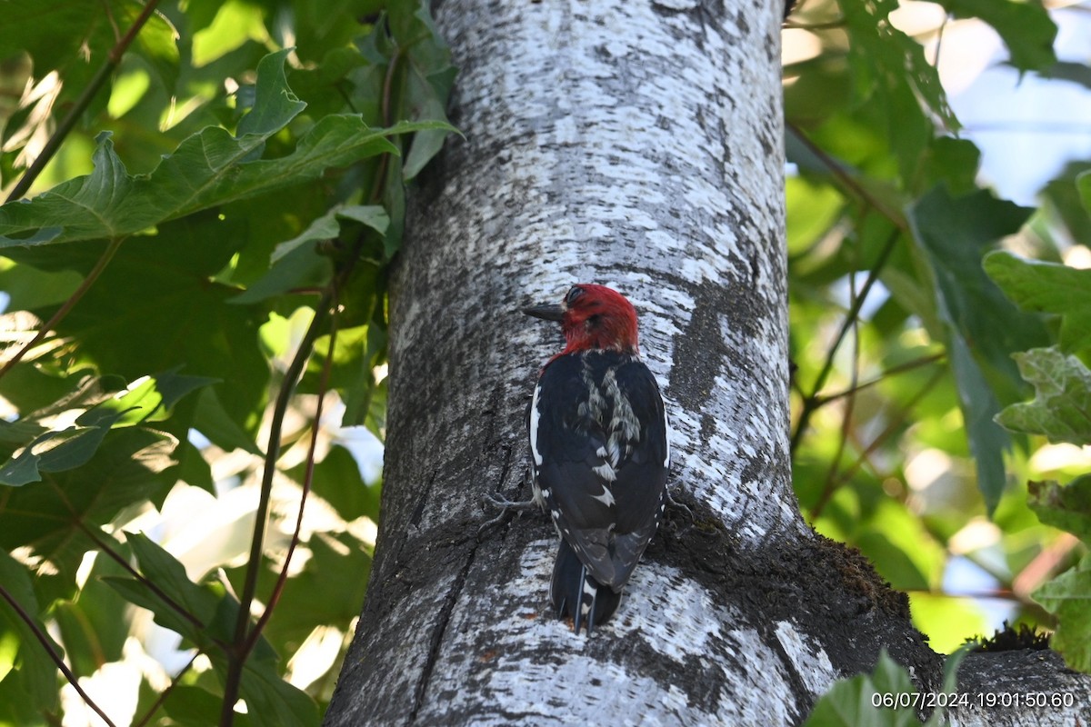 Red-breasted Sapsucker - ML620315696