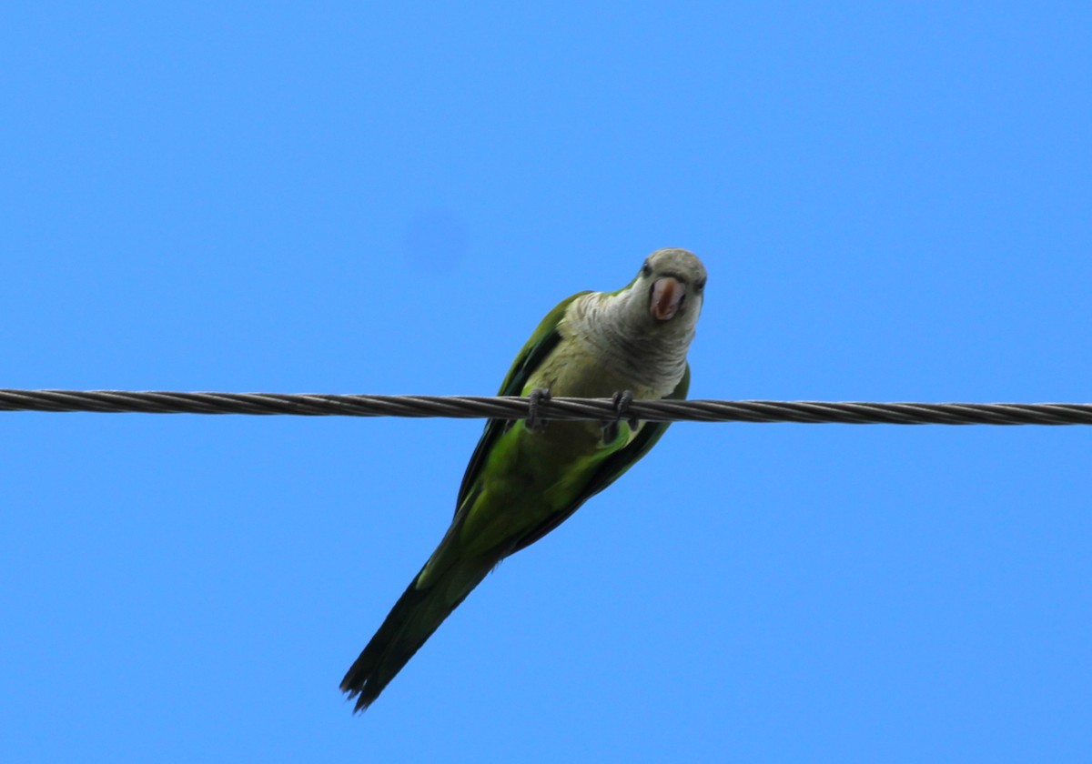 Monk Parakeet - ML620315703