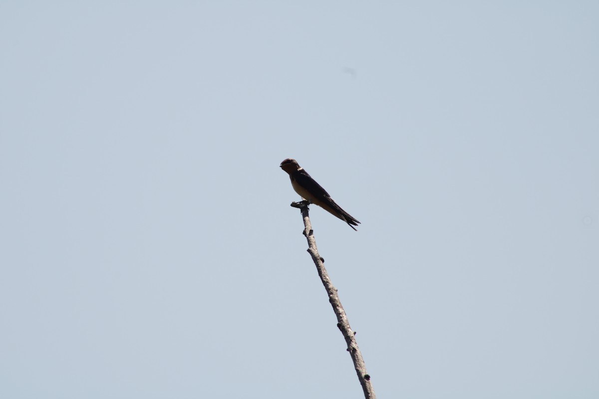 Barn Swallow - Hanji Eduardo Alegría Ovando