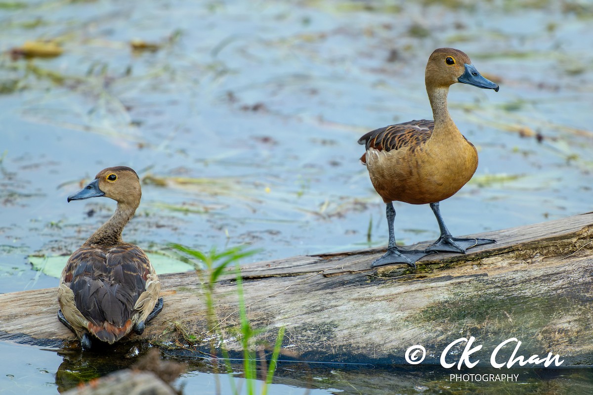 Dendrocygne siffleur - ML620315711