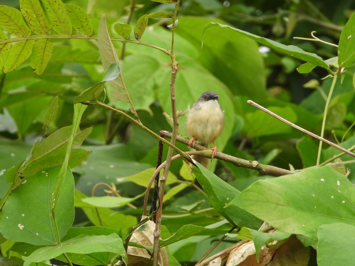 Yellow-bellied Prinia - ML620315712