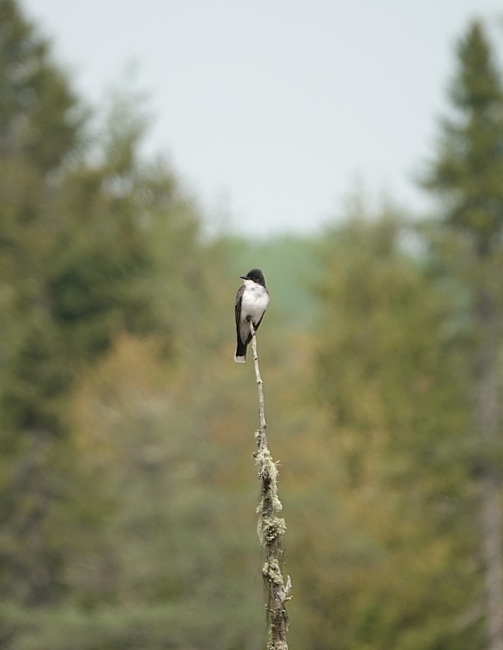 Eastern Kingbird - ML620315715