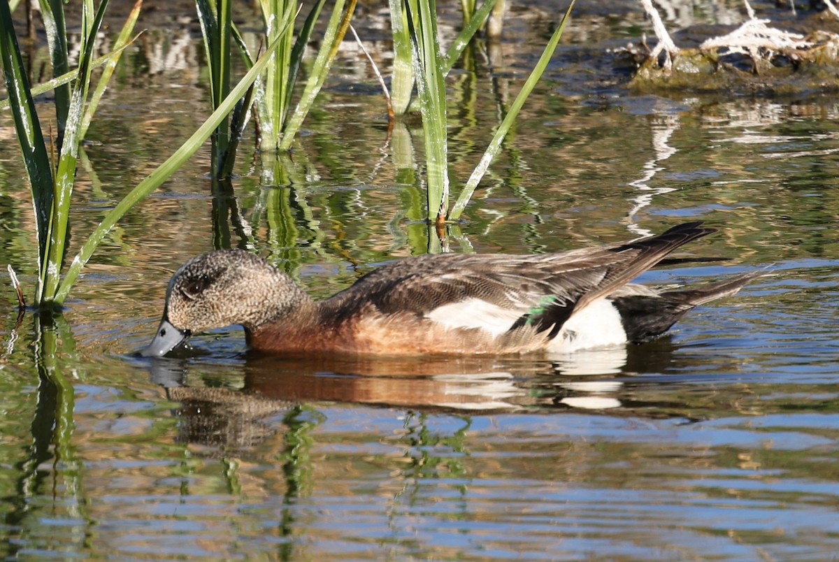 Canard d'Amérique - ML620315716